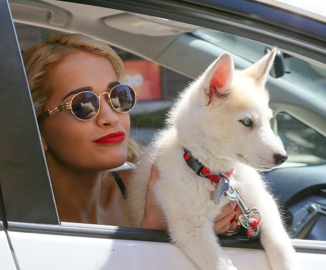 Rita Ora with husky