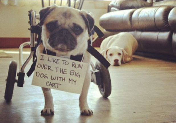 pug shaming