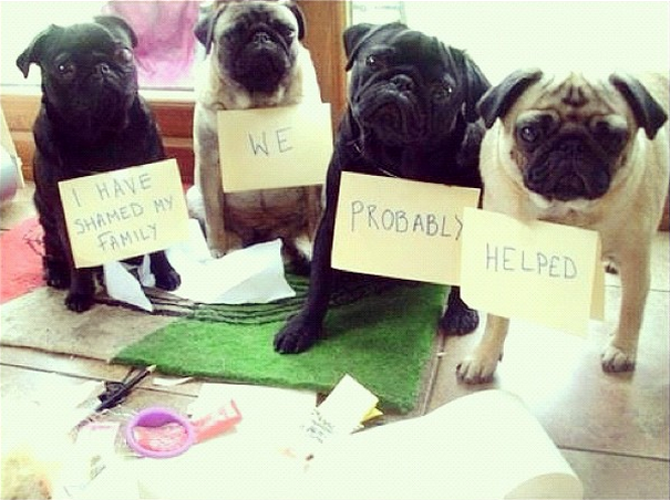 pug shaming teamwork