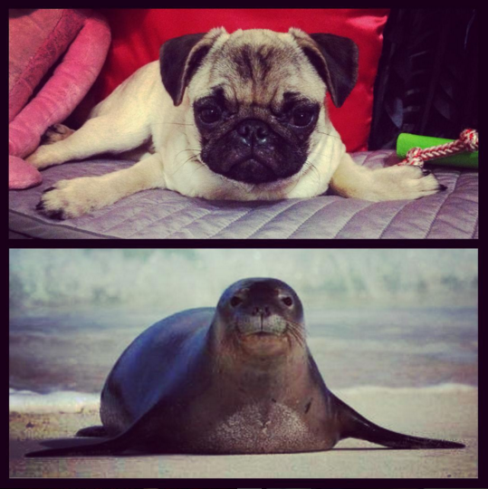 pug seal