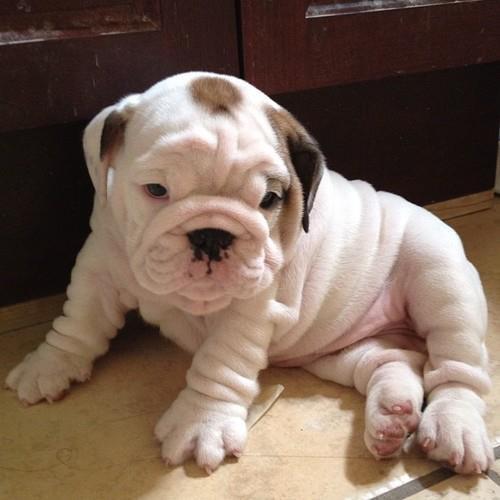Bulldog Puppy Wrinkles
