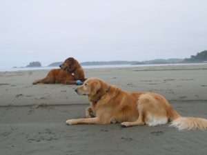 alfie-and-bella-on-beach-600x450