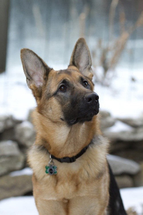 awesome dog winter german shepherd