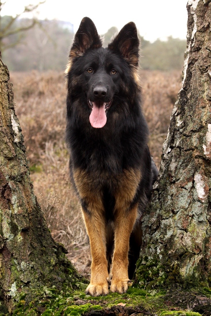 beautiful german shepherd face