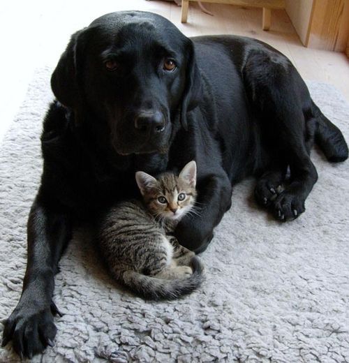 black lab kitty