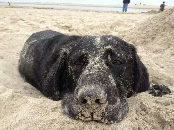 black lab sand funny pics