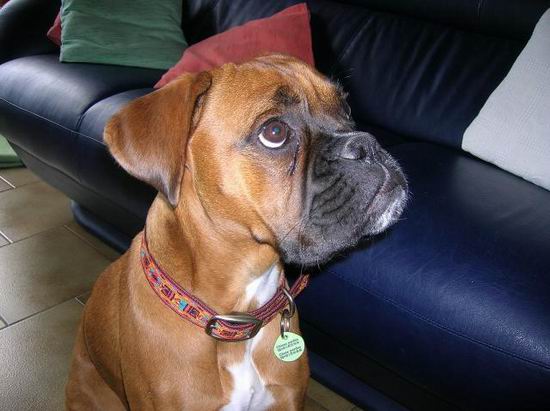 20 Things All Boxer Owners Must Never Forget