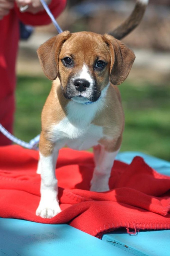 Beagle + Boxer = Boxel