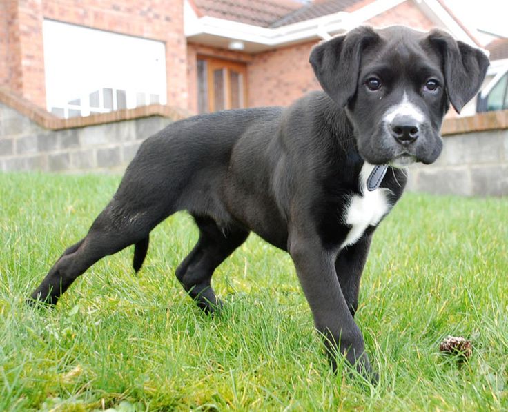 Labrador + Boxer = Boxador