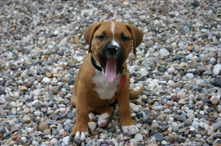 Akita + Boxer = Bokita