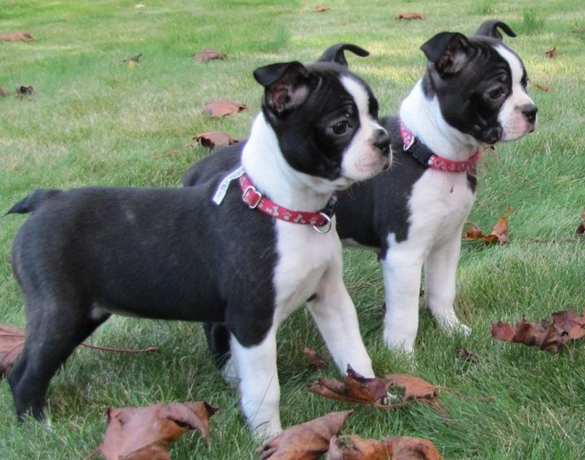 Boston Terrier + Boxer = Miniature Boxer Boston Terrier