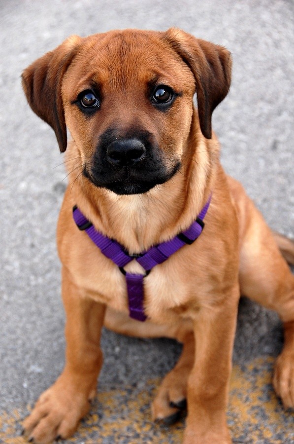 Rottweiler + Boxer = Boxweiller