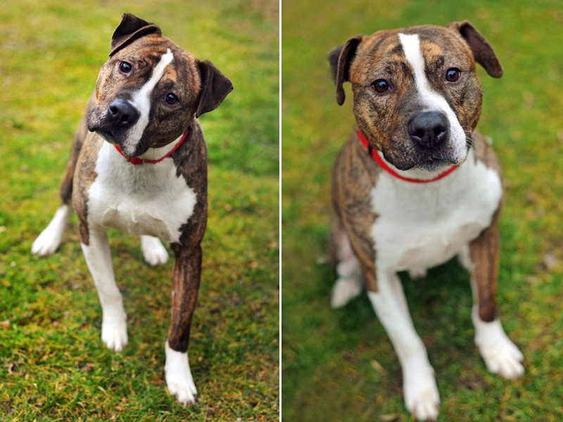 Staffordshire Bull Terrier + Boxer = Bullboxer Staffy