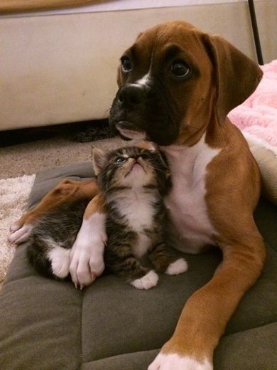 boxer dog and cat