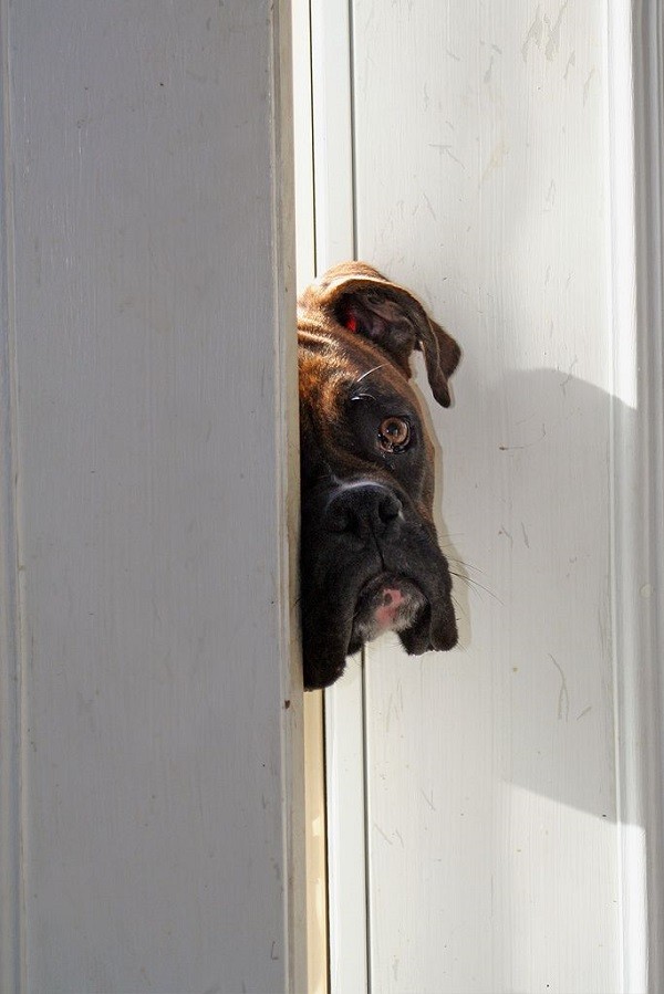boxer dog face