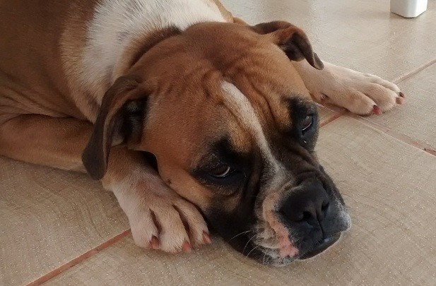 boxer dog on floor
