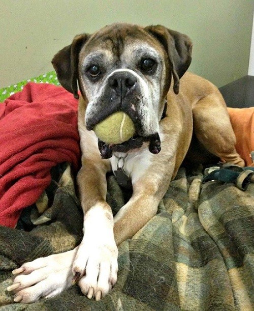 boxer dog with ball-5