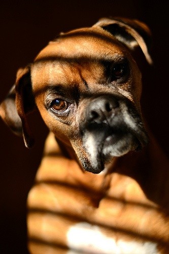 boxer sad dog
