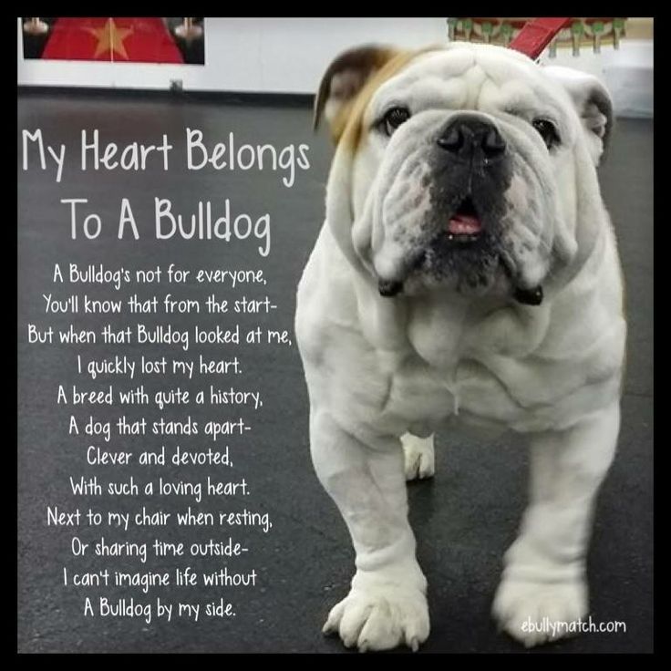 bulldog 6