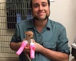 Injured Chihuahua Puppy Rescued From Dumpster On The Mend