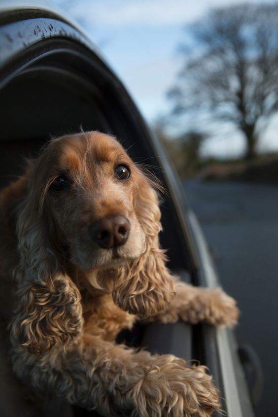 cocker spaniel 14a