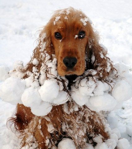 cocker spaniel 5a