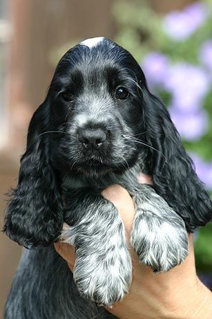 cocker spaniel 8