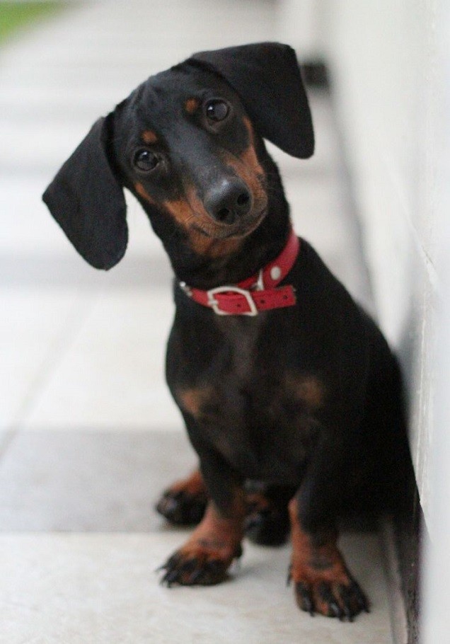 curious dachshund photo sitting