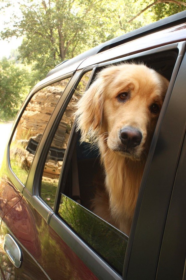 cute golden dog car