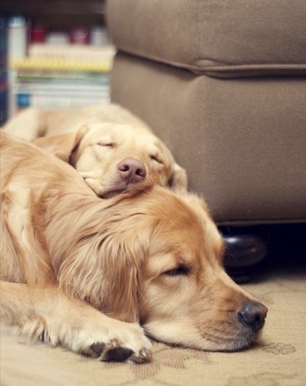 cute golden retrievers cuddling