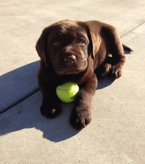 cute playful puppy lab pics