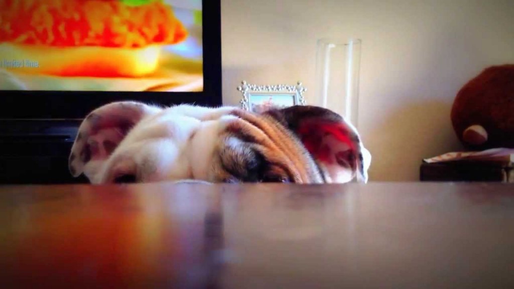 cutest-peekaboo-ever-benny-the-bulldog