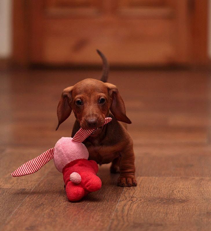 dachshund 11