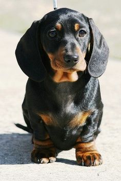 dachshund 4