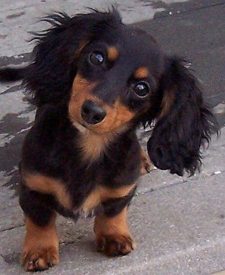 dachshund 8