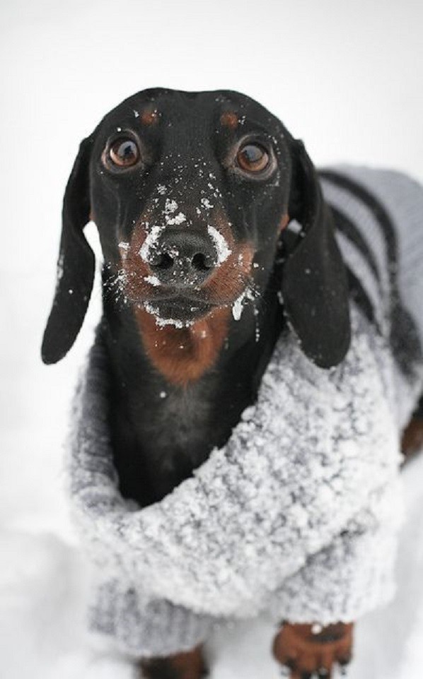 dachshund sweater dog pics