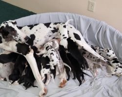 Their Dog Starts Giving Birth, But What Happens Is Absolutely STUNNING