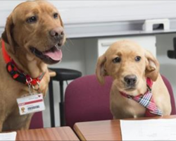 Nervous students interview for vet program, are shocked to see dogs as their interviewers