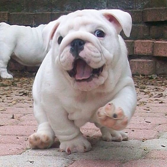 english bulldog 1