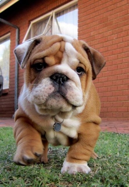 english bulldog 4