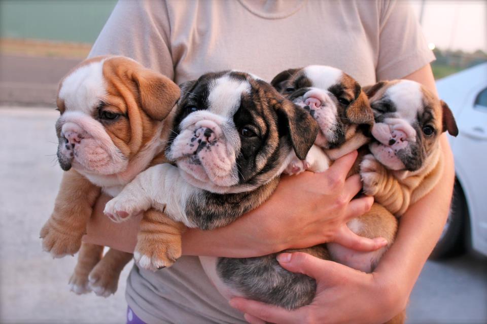 english bulldog puppies