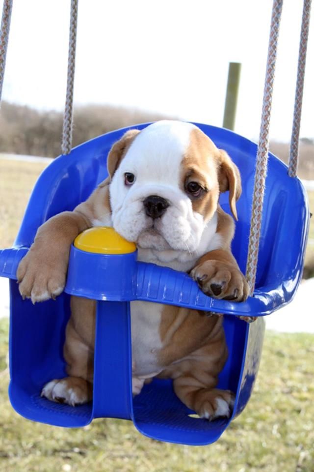 english bulldog swing