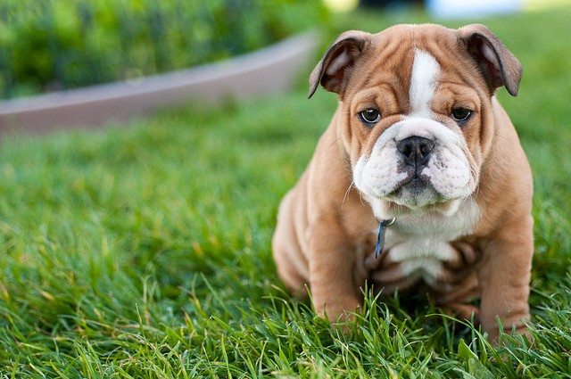 english-bulldog