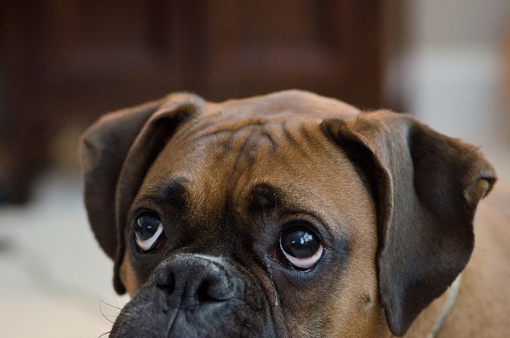 eyes boxer photo face