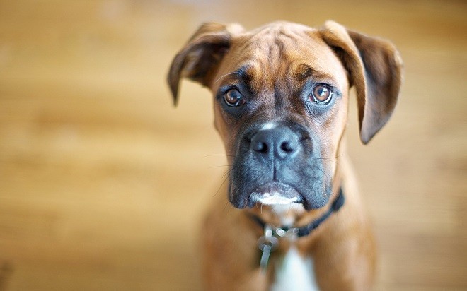 eyes staring boxer dog