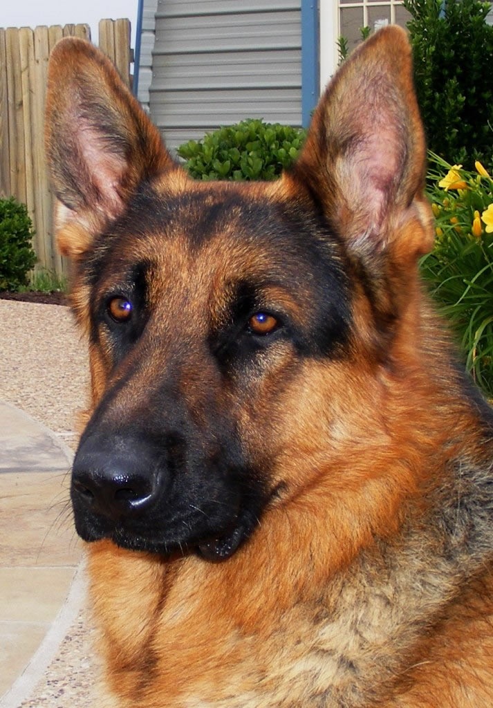 face german shepherd