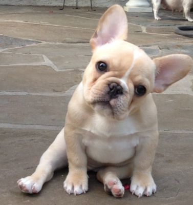 french bulldog 10