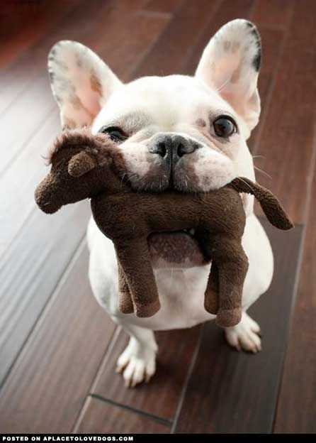 french bulldog 11