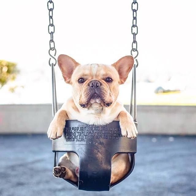 french bulldog 2