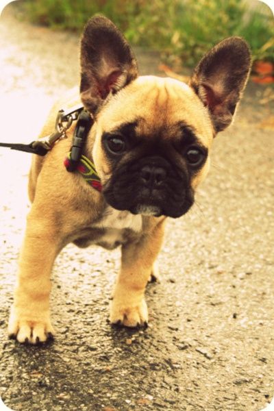 french bulldog 4